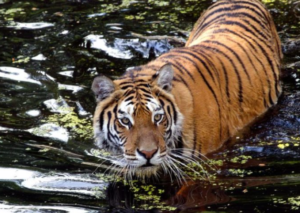 As India’s Tiger Survey Enters Guinness World Records, We List Top 10 Tiger Sighting Spots For You